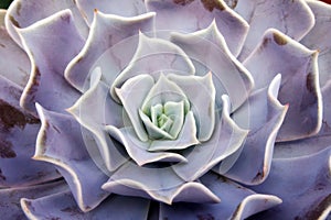 Succulent flower