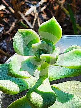 Succulent flower plant in a pot gardening close up background picture