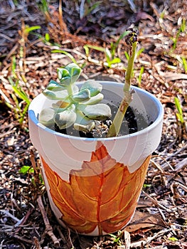 Succulent flower plant in a watercolor painted autumn leaf pot