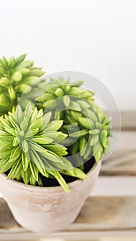 Succulent in flower pot, close-up. Peperomia macro