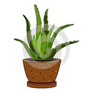 Succulent flower pot icon cartoon vector. Arid desert exotic