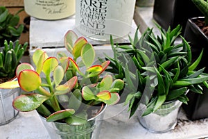 Succulent in flower pots - favourite ornamental plant photo