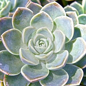 Succulent flower in the sun, gardening