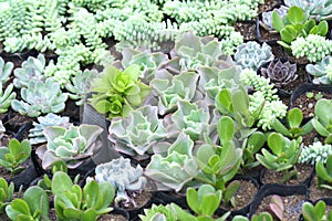 Succulent flowerbeds plant in the garden.