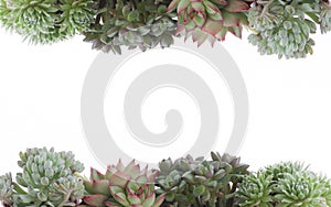 Succulent flowering houseplant border frame