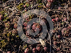 Succulent flowering plant with rosette of leaves - Rolling hen-and-chicks in very early spring as soon as snow melts in garden