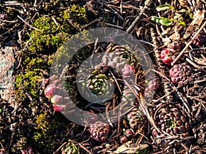 Succulent flowering plant with rosette of leaves - Rolling hen-and-chicks in very early spring as soon as snow melts in garden