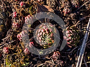 Succulent flowering plant with rosette of leaves - Rolling hen-and-chicks in very early spring as soon as snow melts in garden