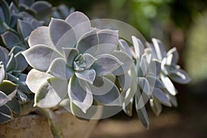 Succulent in Flowerpot