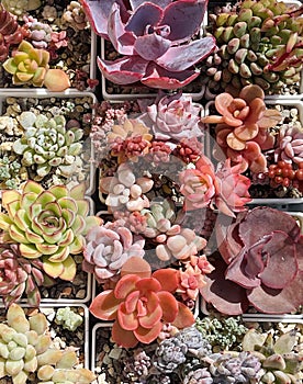 Succulent flowers background, top view