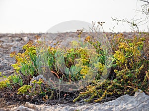 Succulent flowers and grass on a rocky Mediterranean coast