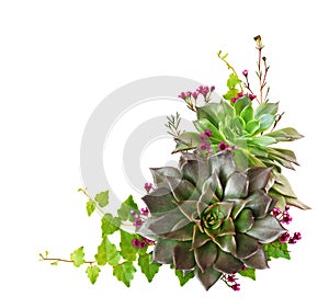 Succulent flowers and ivy leaves in a corner composition