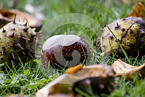 Succulent fresh conkers covered in morning dew