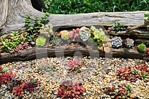 Succulent garden arrangement