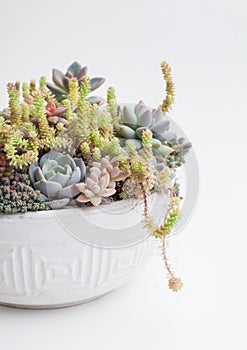 Succulent garden. Beautiful rare houseplant in white ceramic pot. Flower bouquet arrangement on white background