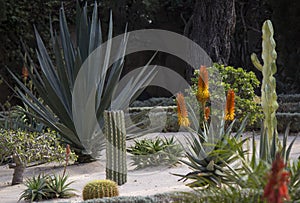 Succulent garden colorful photo.