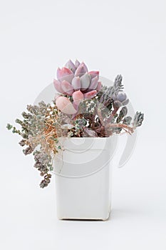 Succulent garden houseplant Sedum and Pachyveria Draco in pot on white background. Bright natural flower bouquet arrangement,