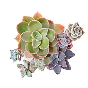 Succulent garden houseplant top view, colorful green, pink, blue and purple color small flower bouquet arrangement.