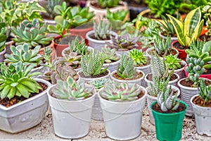 Succulent garden with potted cactus