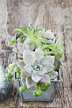 Succulent garden in a steel pot on a wooden background