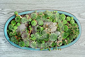 Succulent garden wooden background flat lay