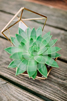 Succulent in glassed box on wooden background, botanical concept