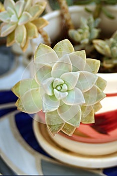 Succulent in a glazed pot