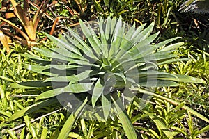 Succulent Green Plant in Natural enviorment photo