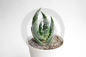 Succulent haworthia aloe on a white background. Macro shot of a home plant. for gardeners and hobbyists