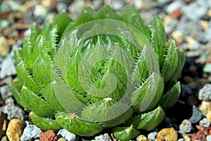 Succulent Haworthia Cooperi