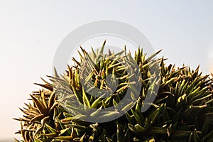 Succulent haworthia detail