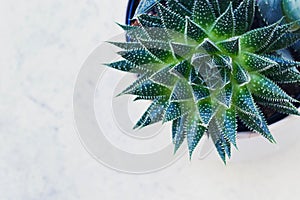 Succulent haworthia fasciata and aloe vera in a pot on white marble background. Stylish and simple plants for modern
