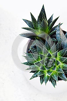 Succulent haworthia fasciata and aloe vera in a pot on white marble background. Stylish and simple plants for modern