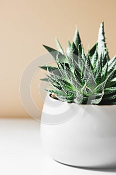 Succulent haworthia fasciata and aloe vera in a pot on white marble background. Stylish and simple plants for modern