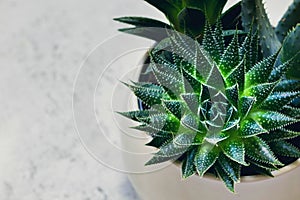 Succulent haworthia fasciata and aloe vera in a pot on white marble background. Stylish and simple plants for modern