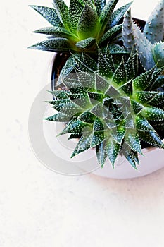 Succulent haworthia fasciata and aloe vera in a pot on white marble background. Stylish and simple plants for modern