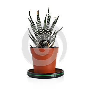 Succulent Haworthia fasciata in a small brown pot