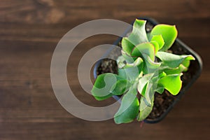 Succulent home plant - crassula blue bird.