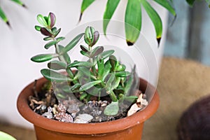 Succulent houseplant Crassula ovata in a pot on rustic background photo