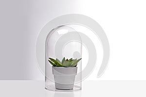 Succulent houseplant inside a glass terrarium.