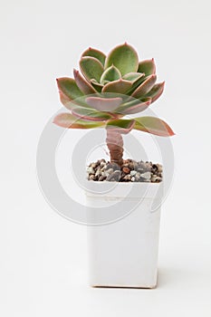 Succulent houseplant in pot, colorful pink, blue and purple color small flower bouquet arrangement