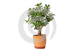 Succulent jade plant also money tree or tree of luck in ceramic pot isolated on white background