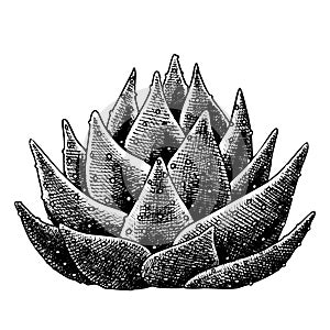 Succulent Leaves Agave Cactus Hand Drawn Vector