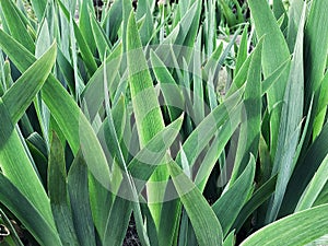 Succulent leaves of green plants as a background. Wallpaper. Plant pattern. Grass close-up.