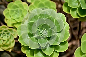 Green crassulaceae aeonium plants photo