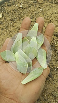 Succulent leaves ready for propagation