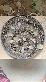 Succulent leaves ready for propagation Success
