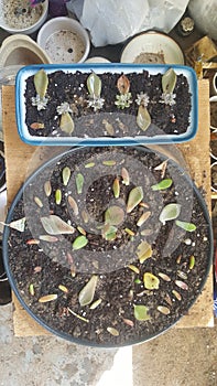 Succulent leaves Setup ready for propagation Success