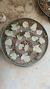 Succulent leaves Setup ready for propagation Success