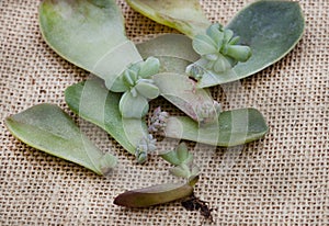 succulent leaves used to propagate new plants on rustic burlap surface